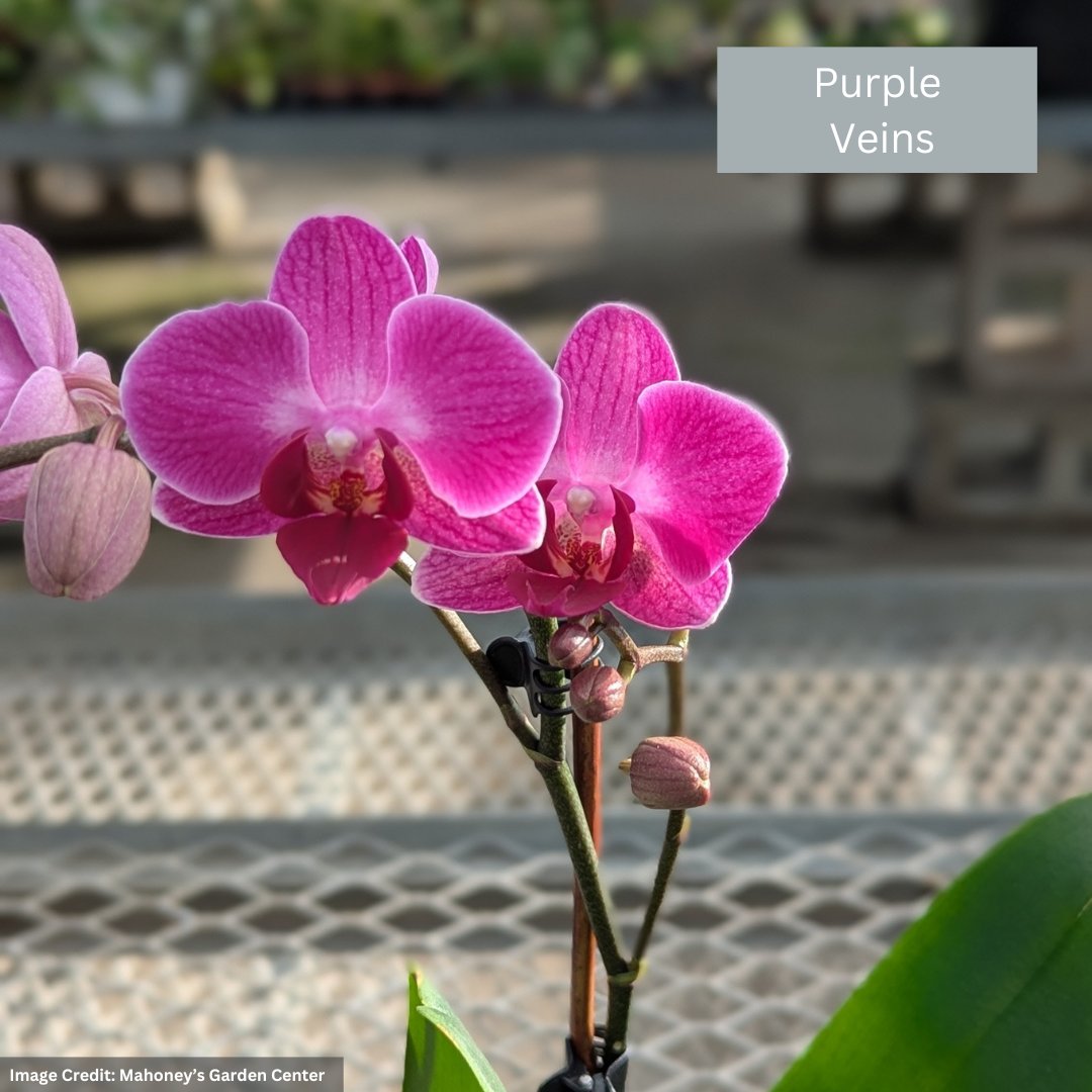 Orchid – Mini Pot